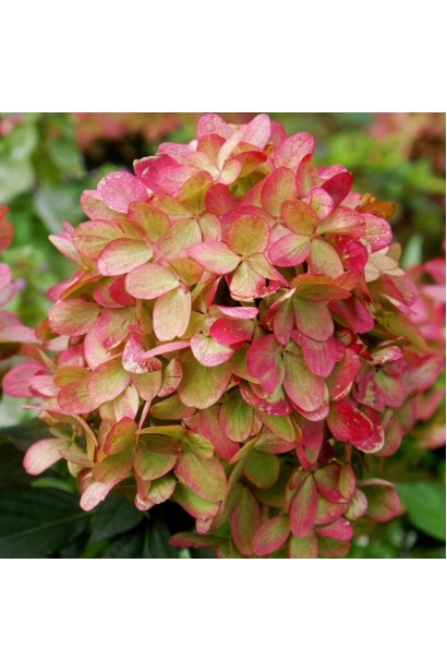 Початок цвітіння гортензії Графіті з блідо-рожевими квітами